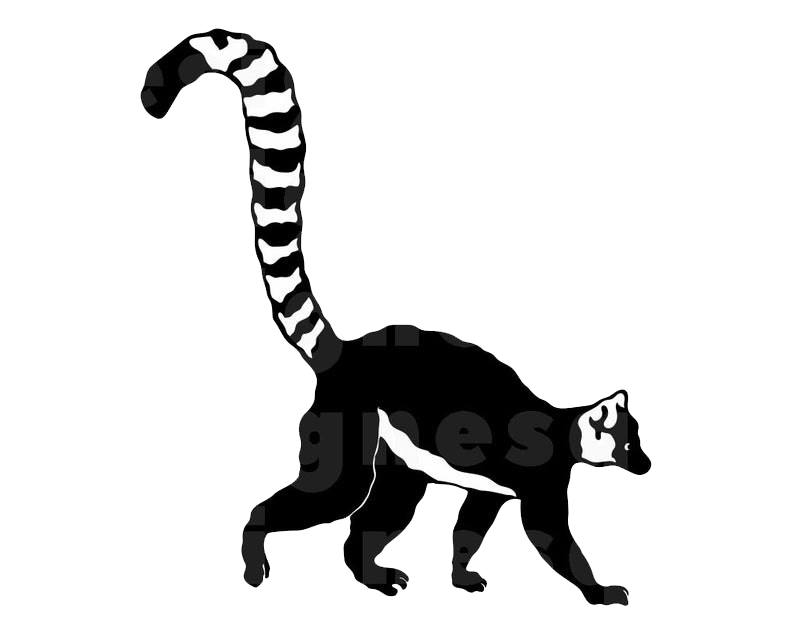 Lemur Cauda Transparente png.
