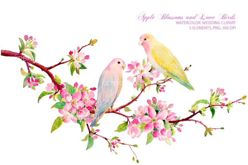 Love Pájaros PNG Free File Download