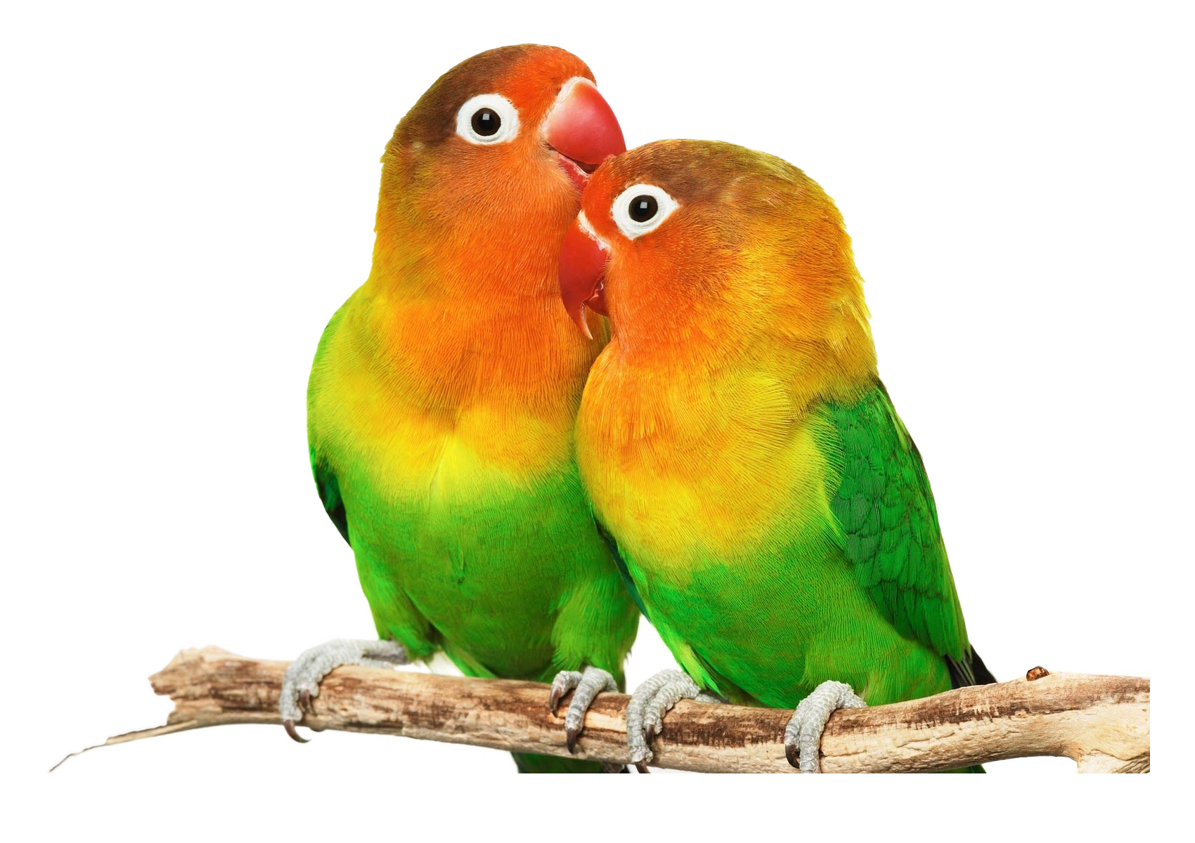 Love Pájaros PNG Images HD