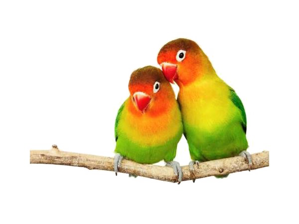 Love Burung PNG Photo Image
