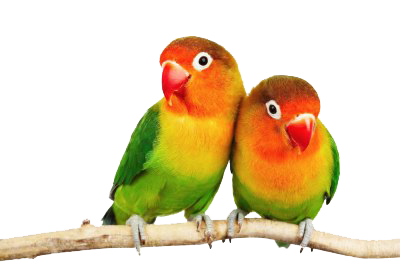 Fondo transparente de aves de amor