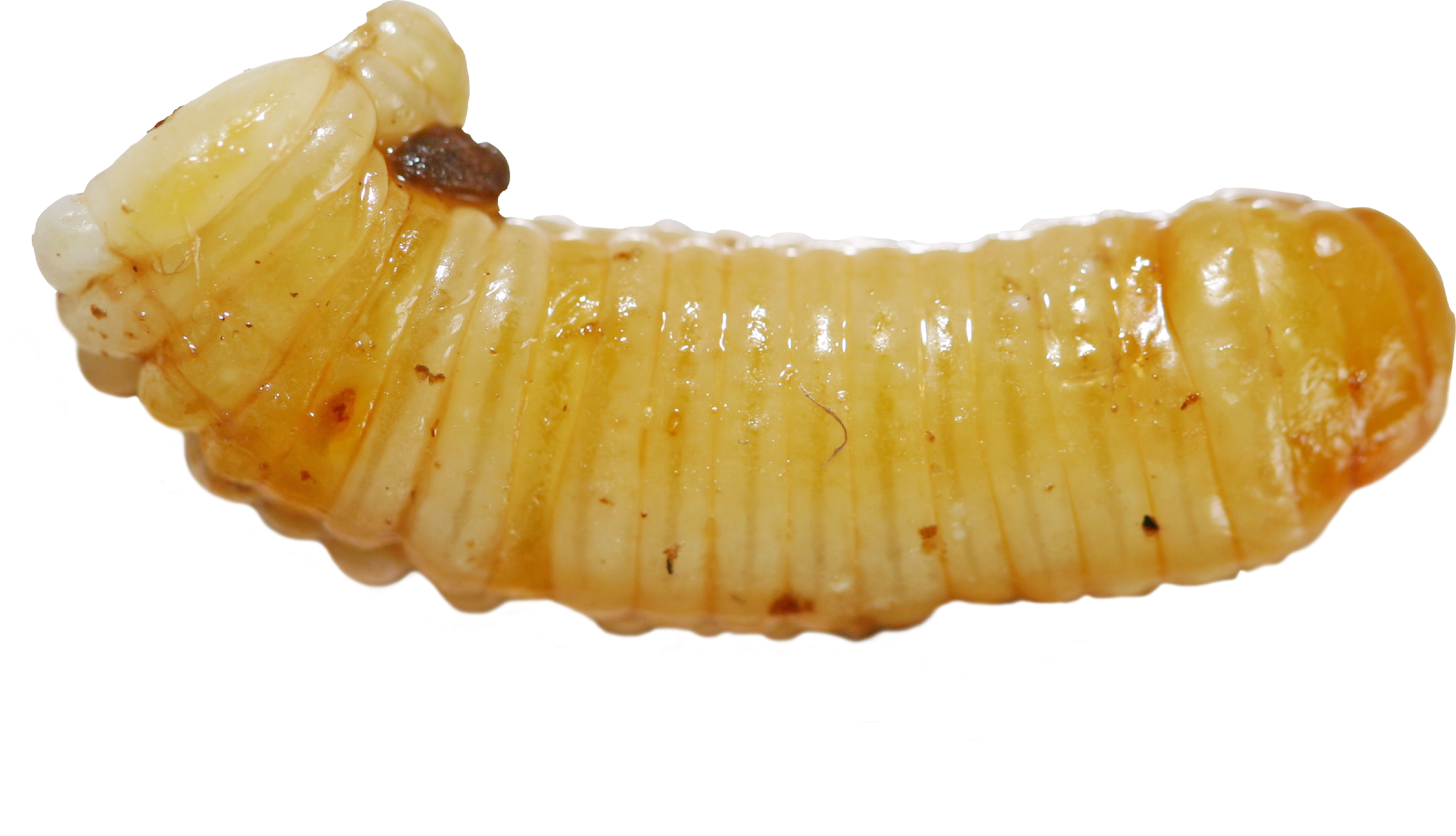 Maggot Transparent Images