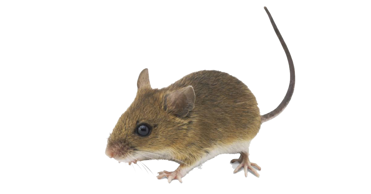 Mouse Background PNG Image