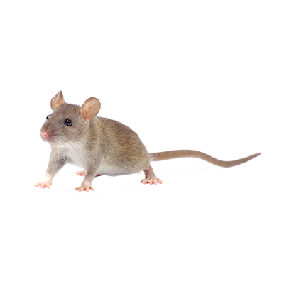 Mouse Free PNG