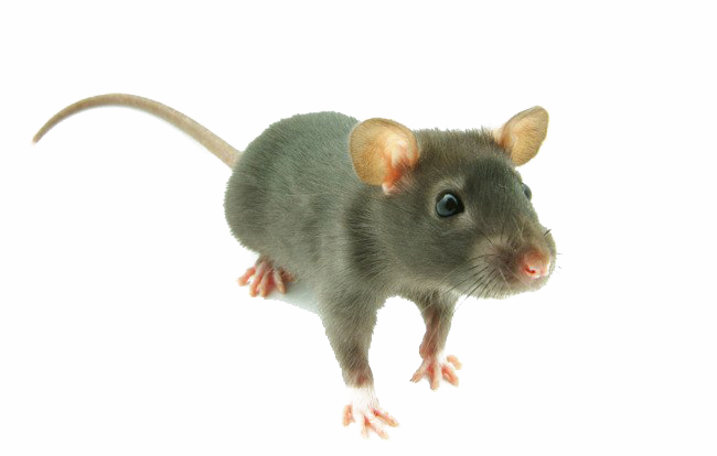 Mouse No Background