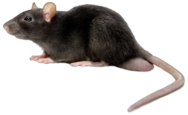 Mouse PNG Background