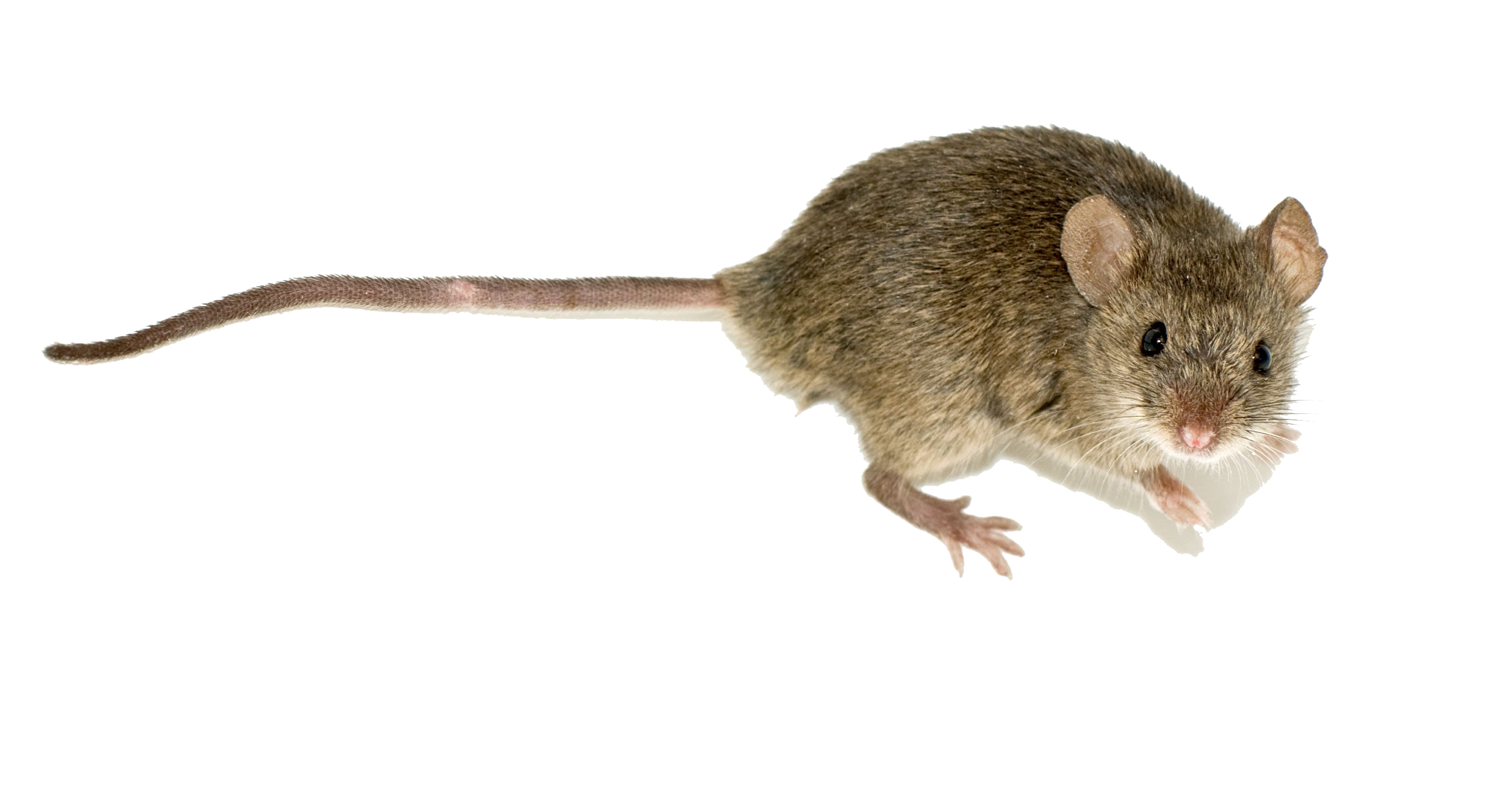 Mouse PNG Clipart Background