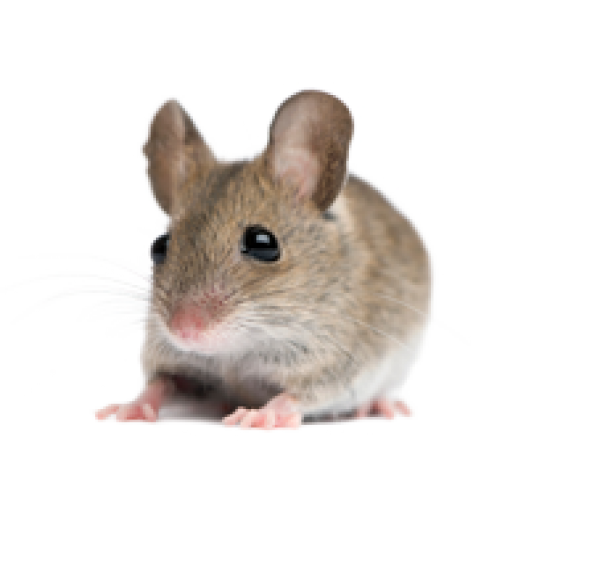 Mouse PNG Photo Image