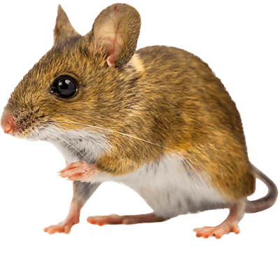 Mouse PNG Photos