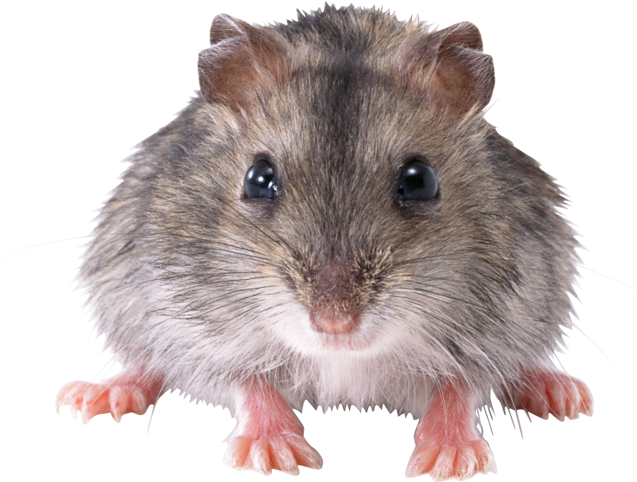 Mouse PNG Images Transparent Background | PNG Play