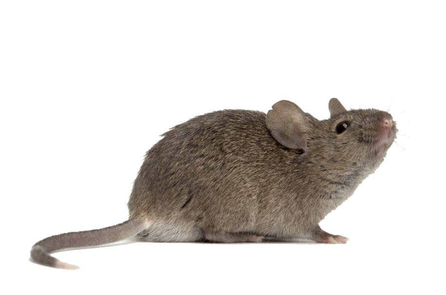 Mouse Transparent PNG