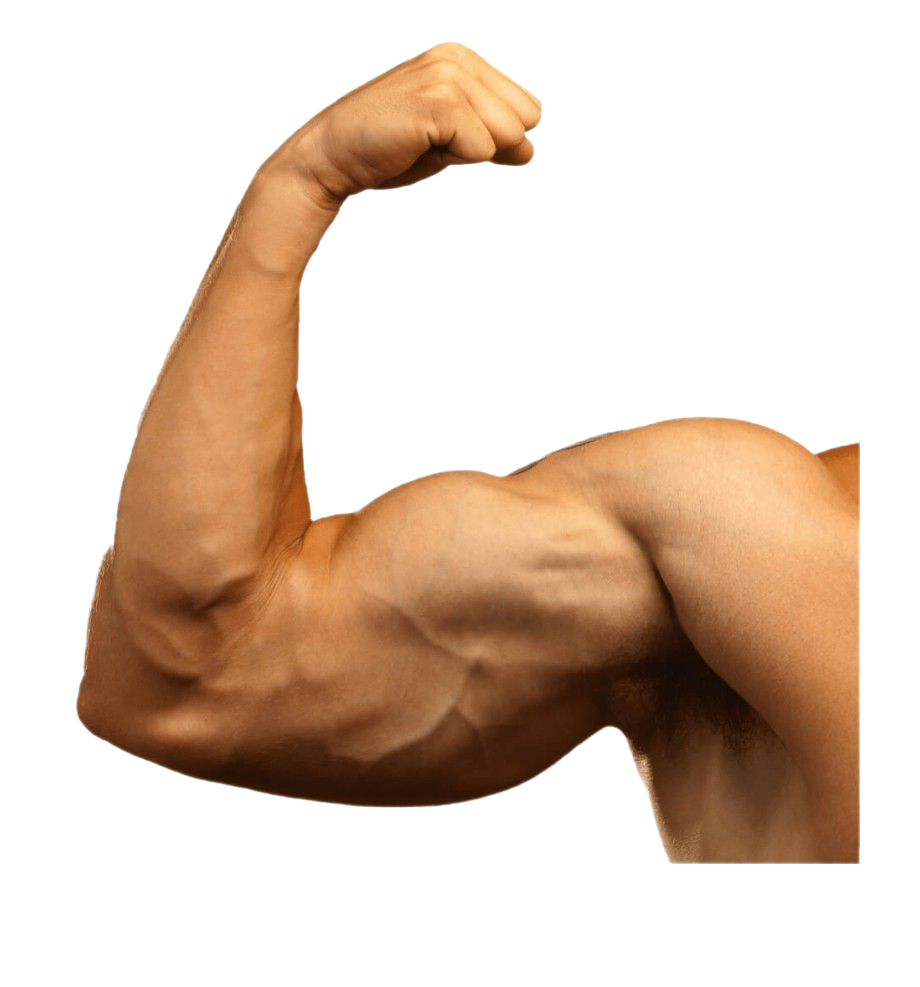 Muscle Transparent File