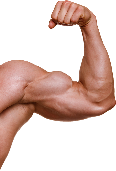 Muscle Transparent Image