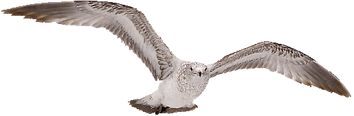 Oiseau Assis PNG Fond Image