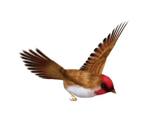 Oiseau Assis PNG Fond