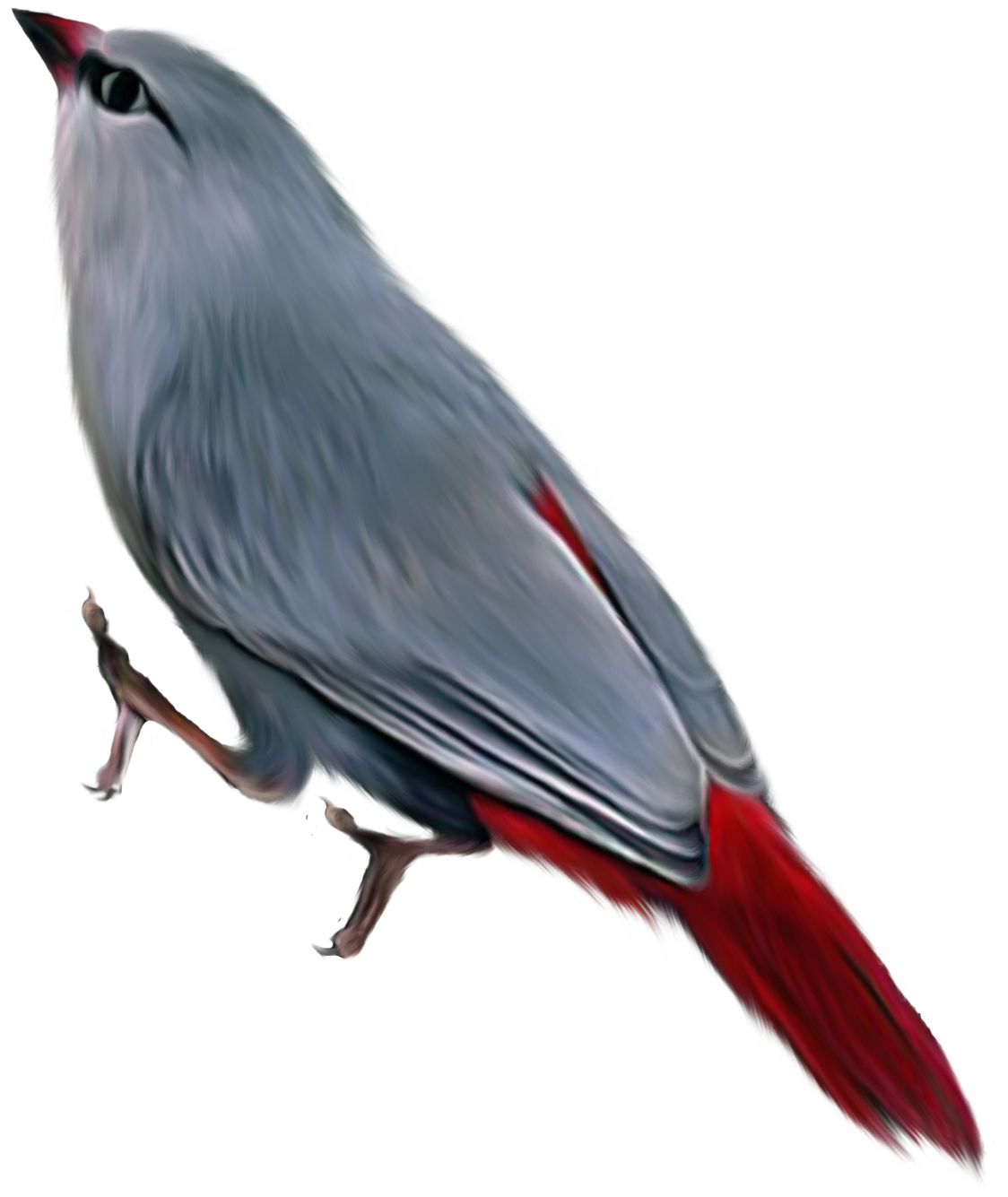 Oiseau Mignon PNG Telecharger Fond