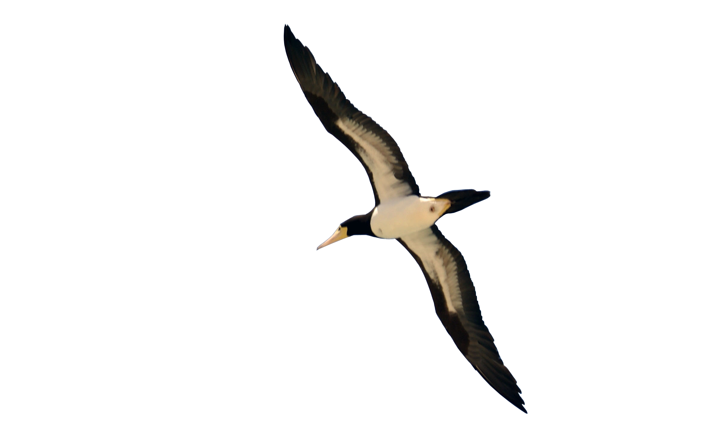 Oiseau Telecharger PNG