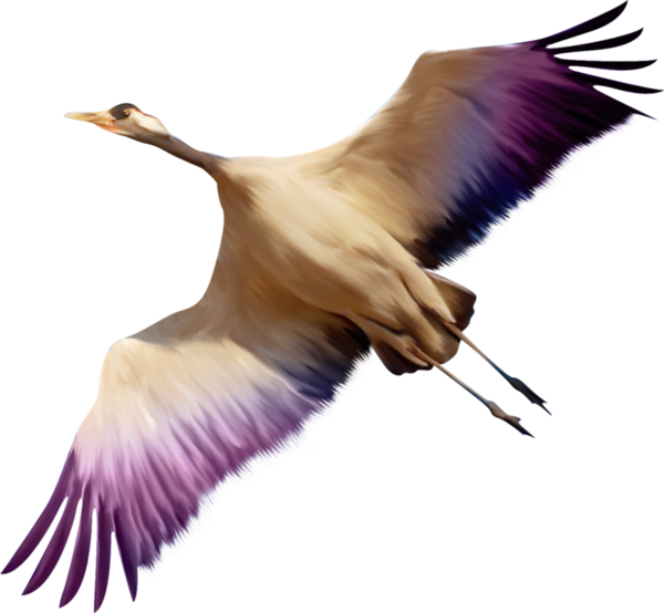 Oiseau Volant De Fichier PNG