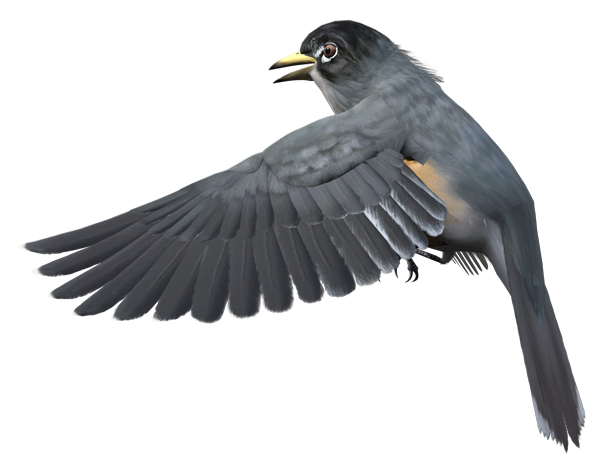 Oiseau Volant PNG De Fichier Telecharger