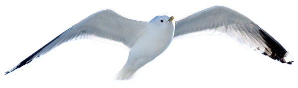 Oiseau Volant Telecharger PNG