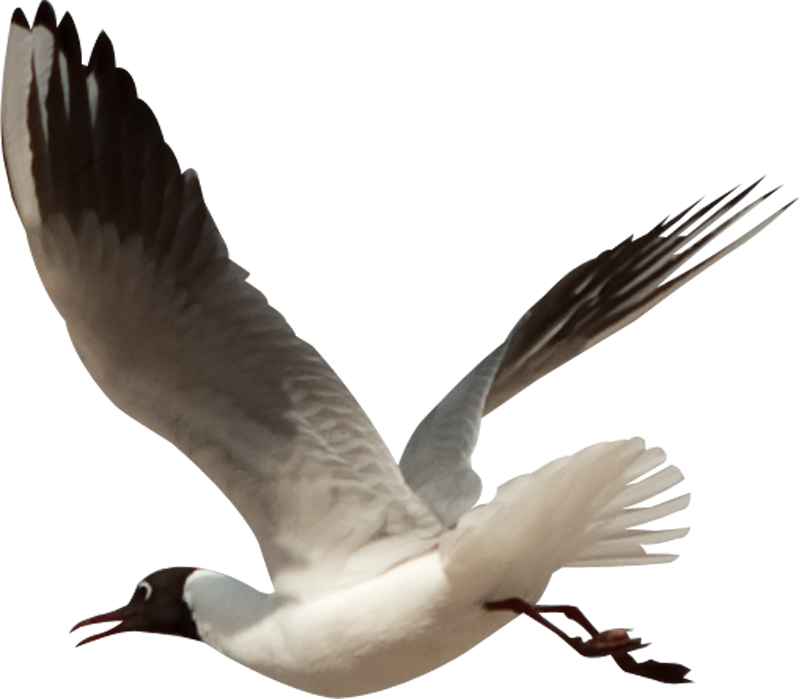 Oiseau Volant Transparentes Fond PNG