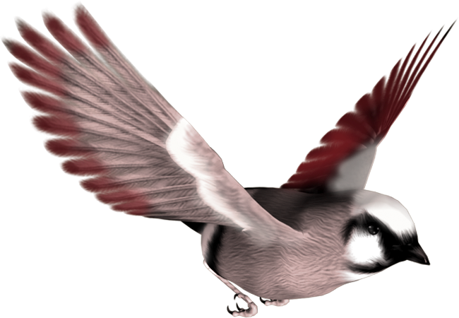 Oiseau Volant Transparentes Gratuit PNG