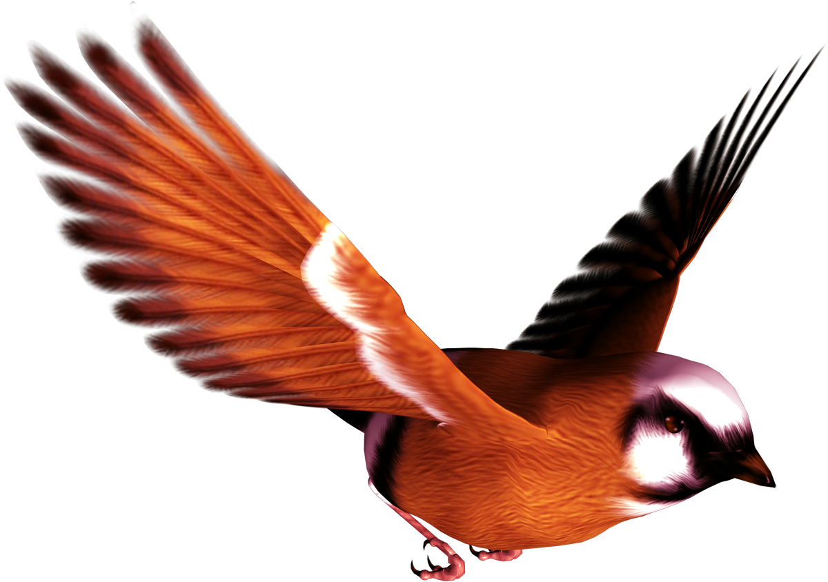 Oiseau Volant Transparentes PNG