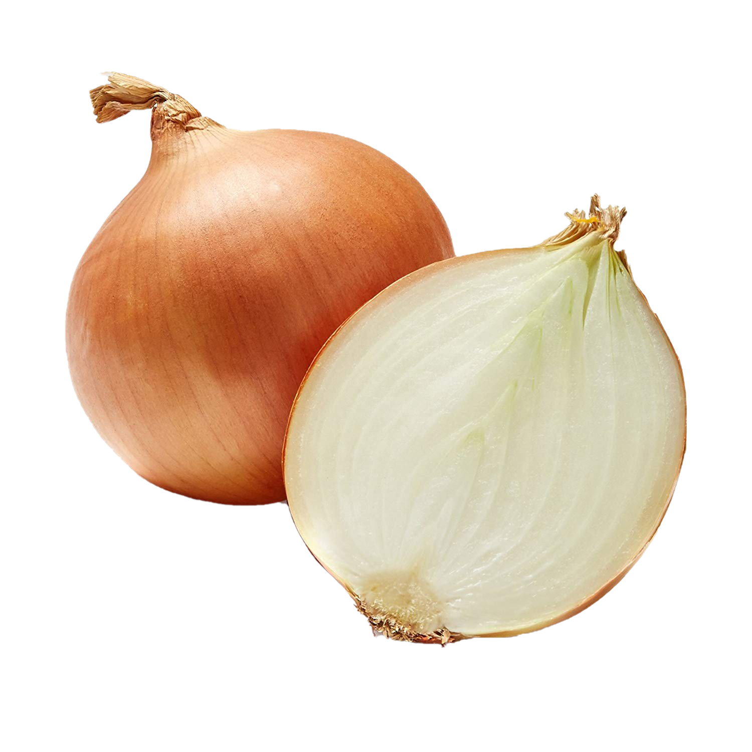 Onion Download Free PNG