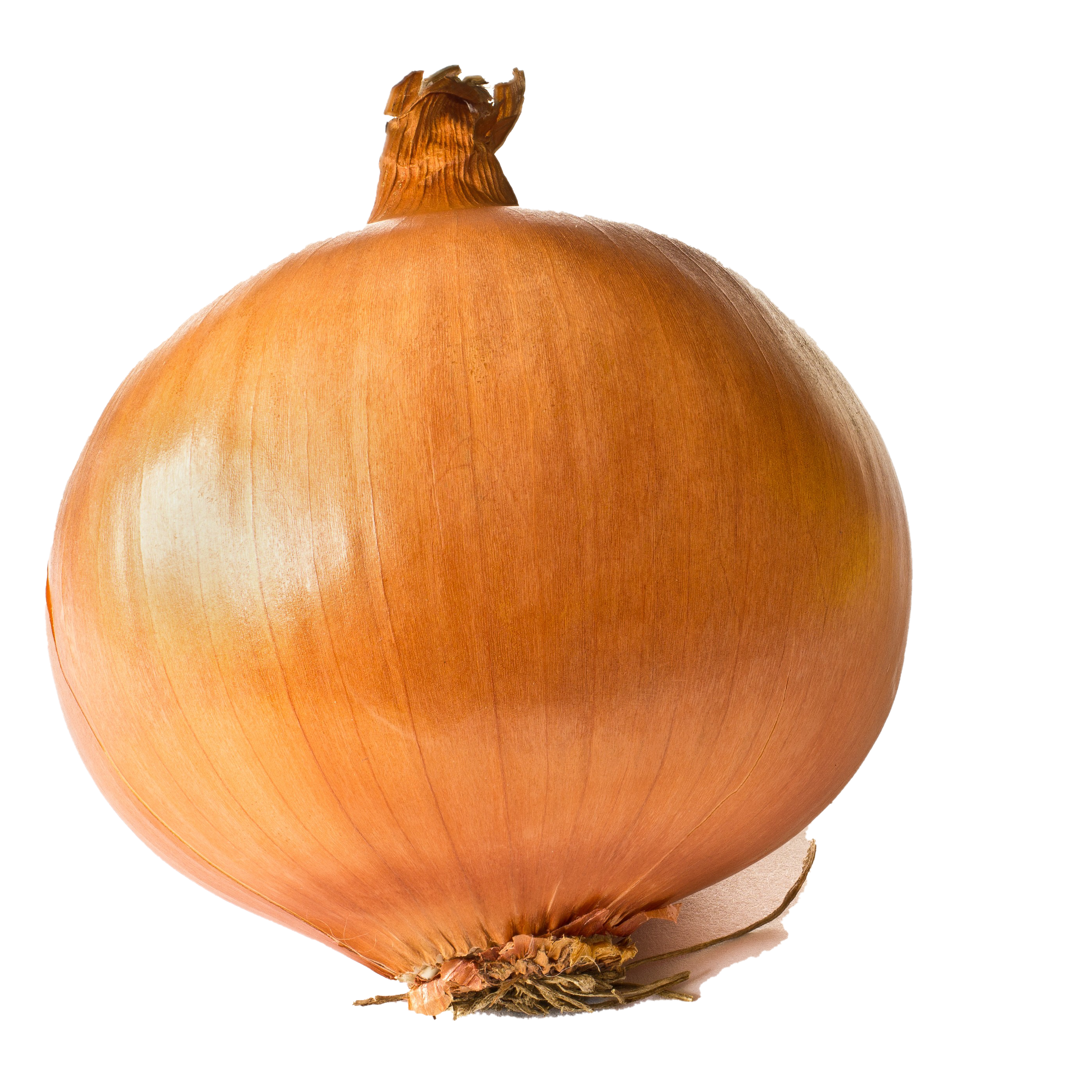 Onion PNG Background