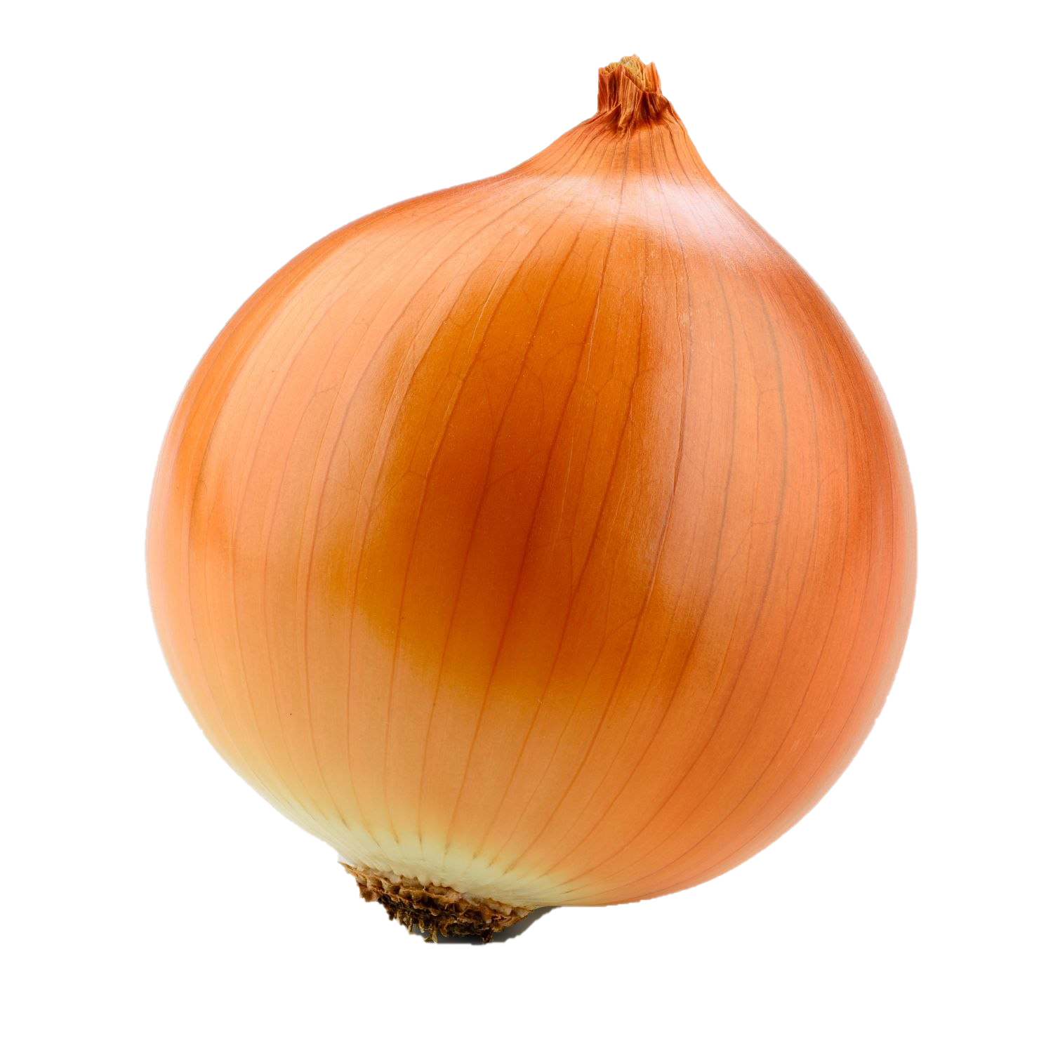 Onion Transparent File