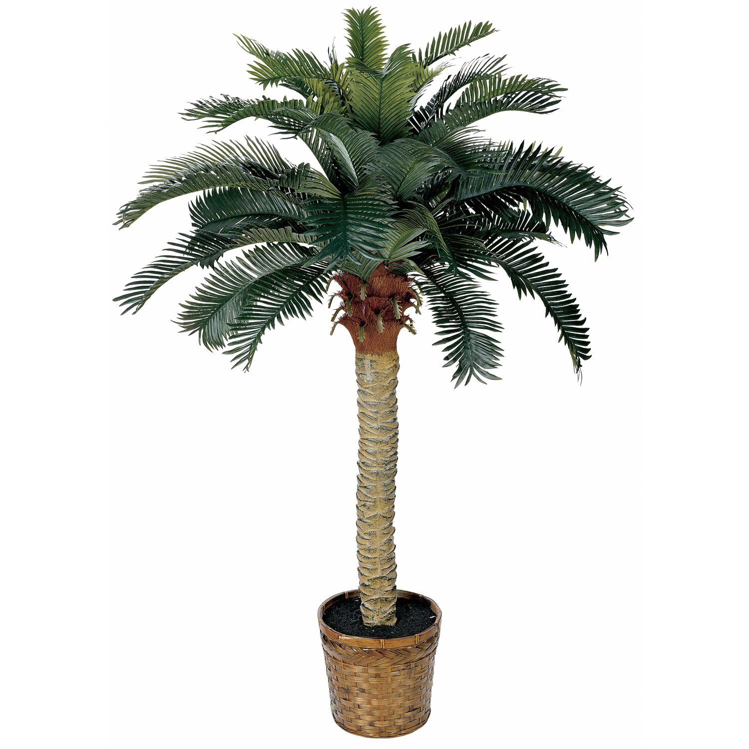 Palm Дерево фон PNG Image