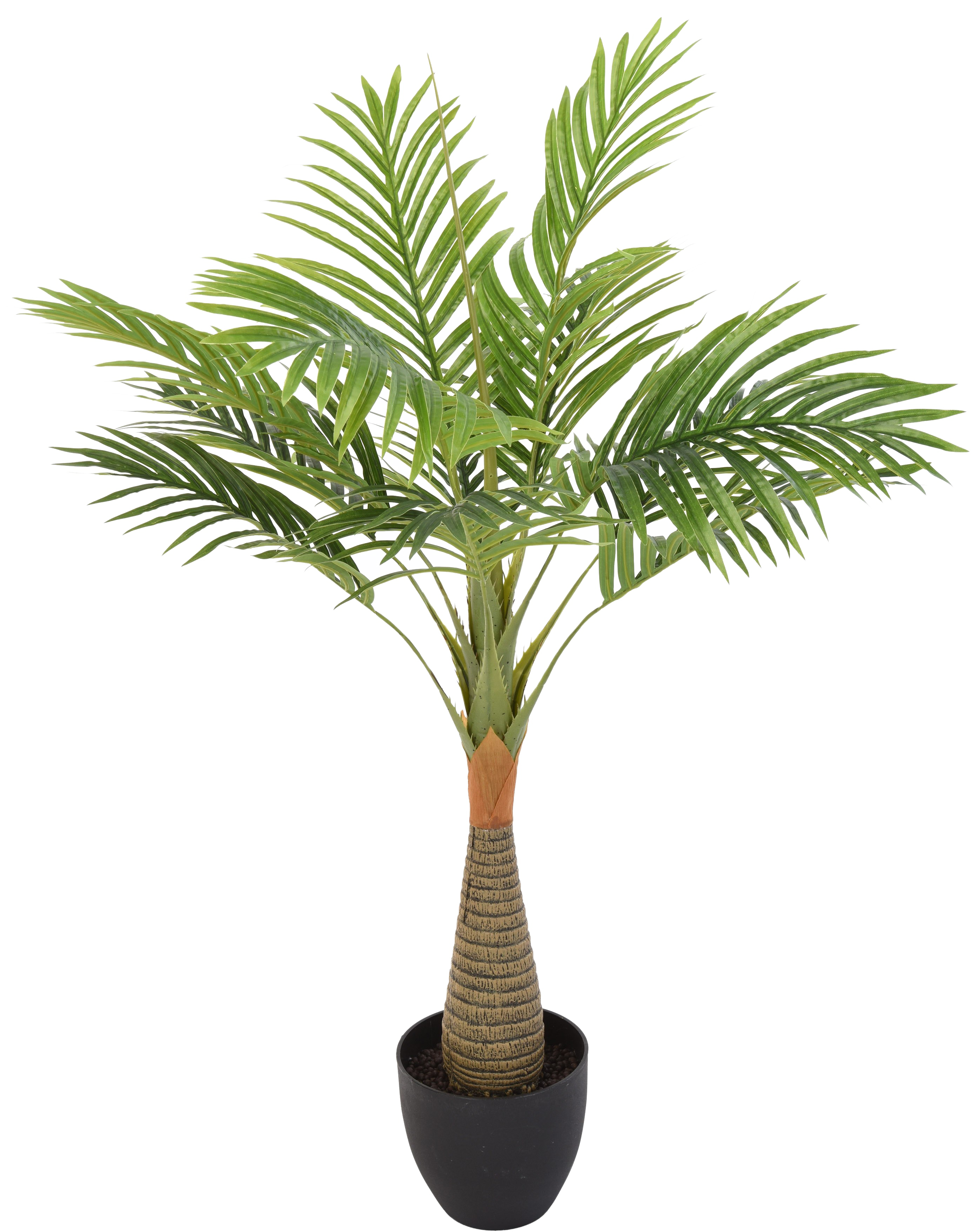 Fond transparent de feuille darbre palmier