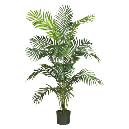Palm Tree Leaf Transparent PNG