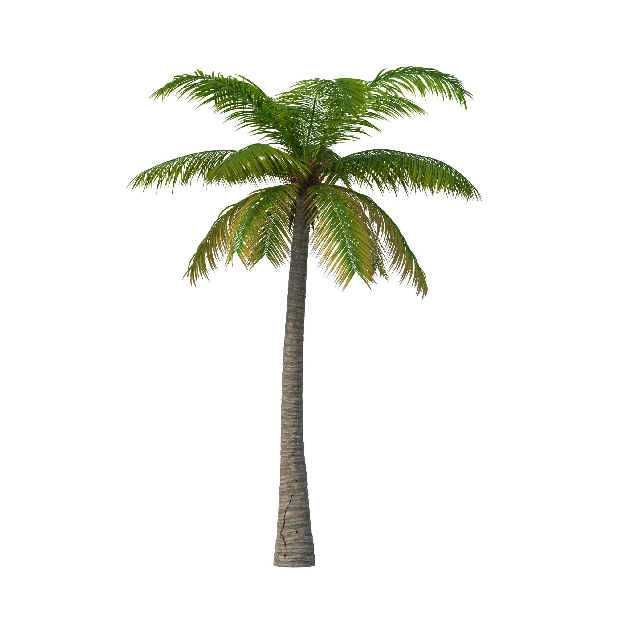 Palm Дерево нет фона