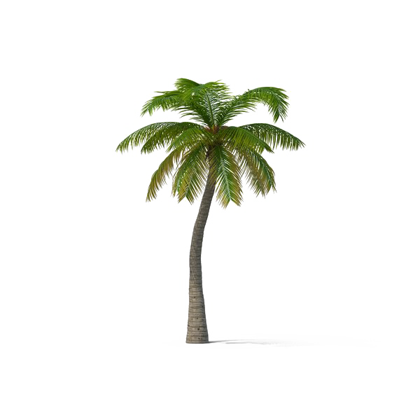 Fond PNG de palmier