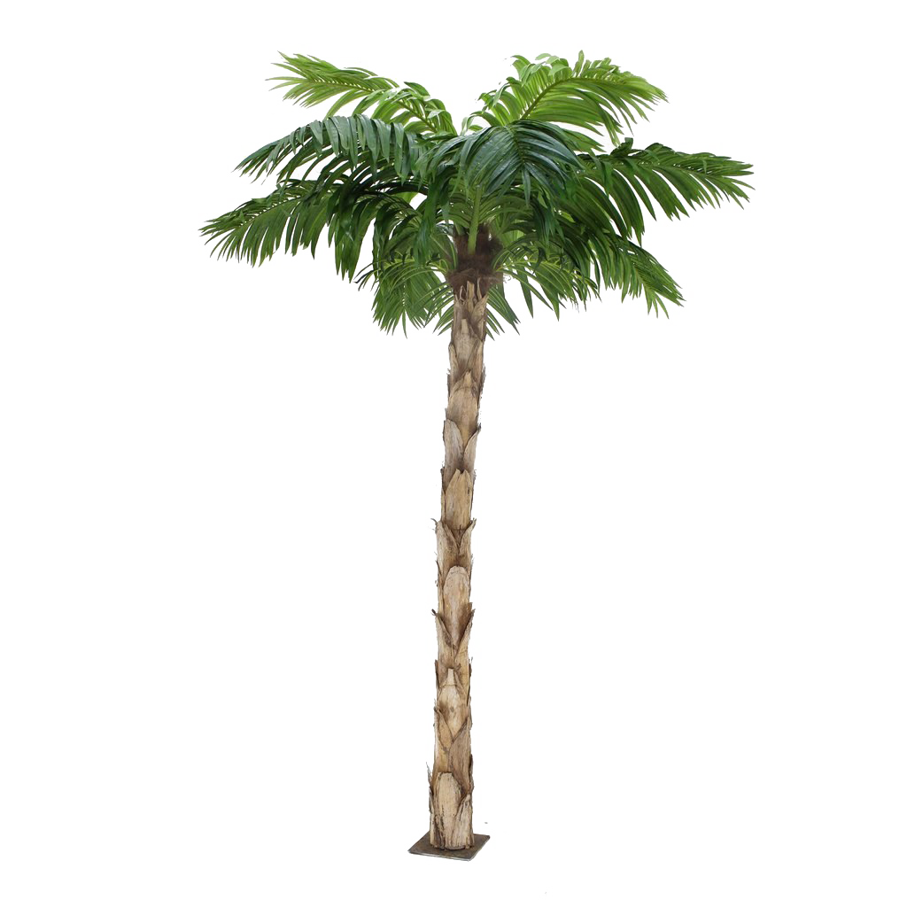 Palm Дерево PNG Clipart Background