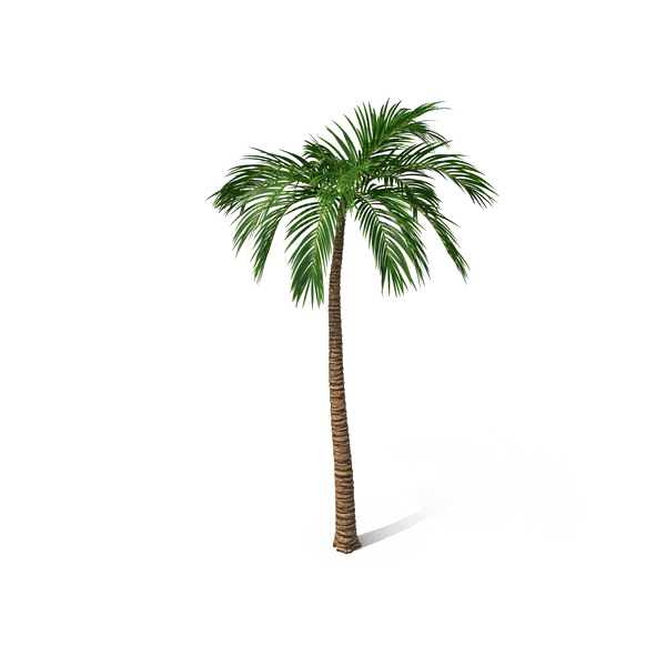 Palm Tree PNG Free File Download