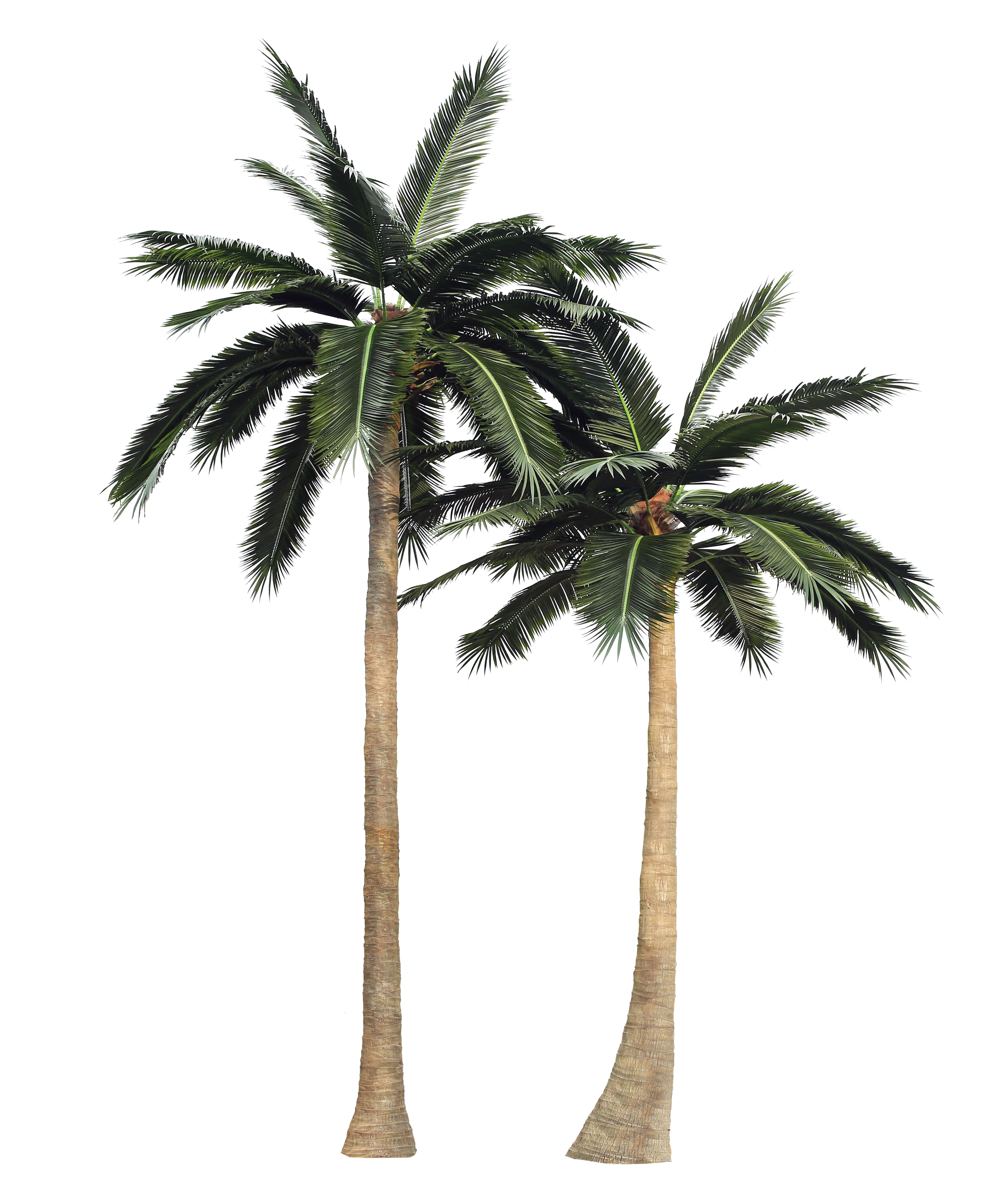 Palm Tree Transparent Background
