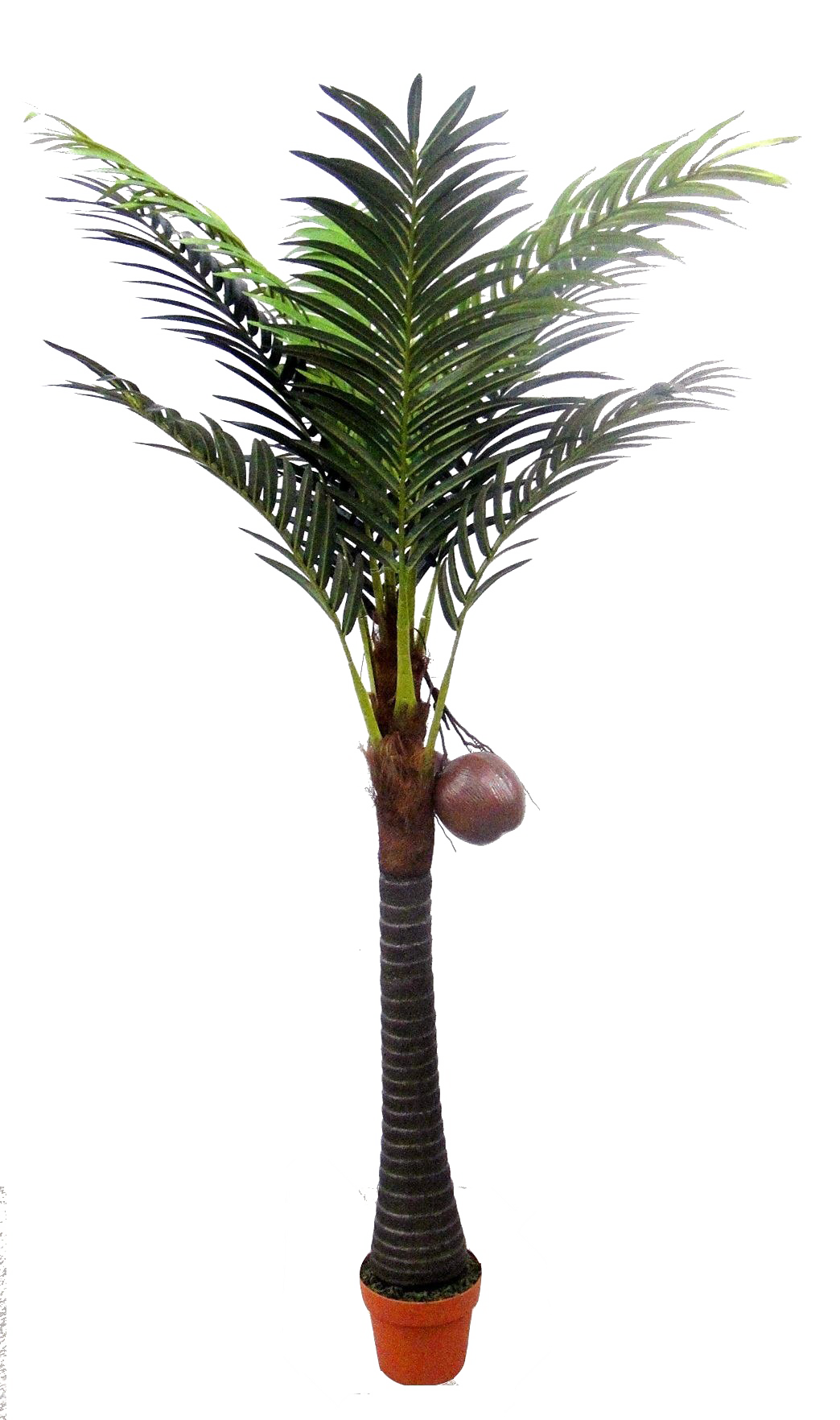 Palm Дерево прозрачный файл