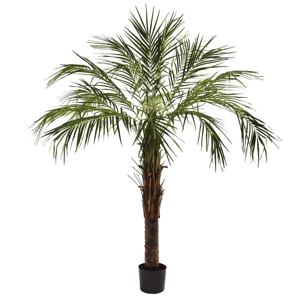 Palm Tree Transparent Free PNG