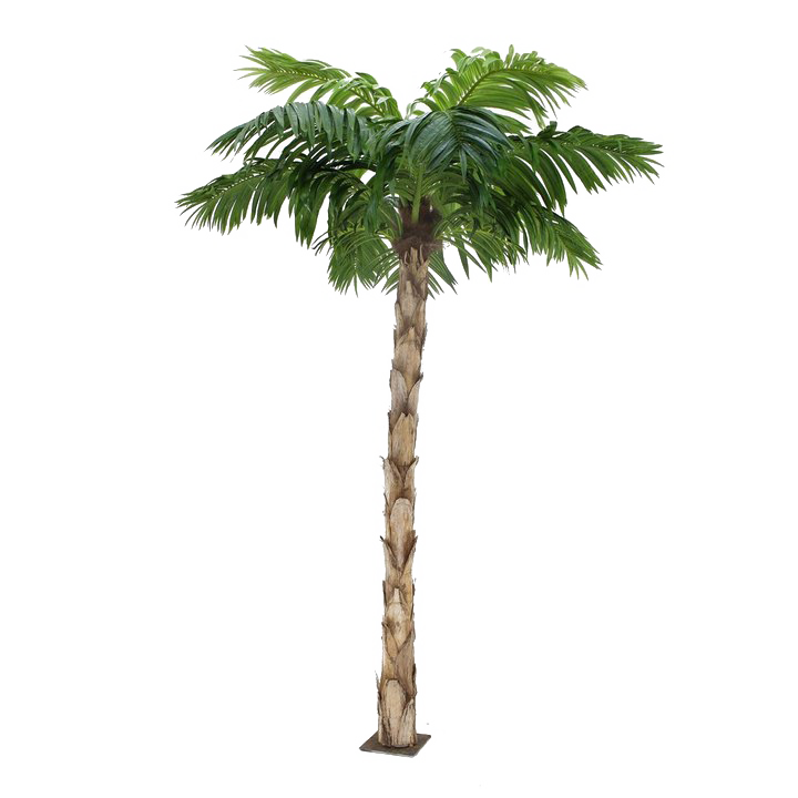 Palm Дерево прозрачное изображение