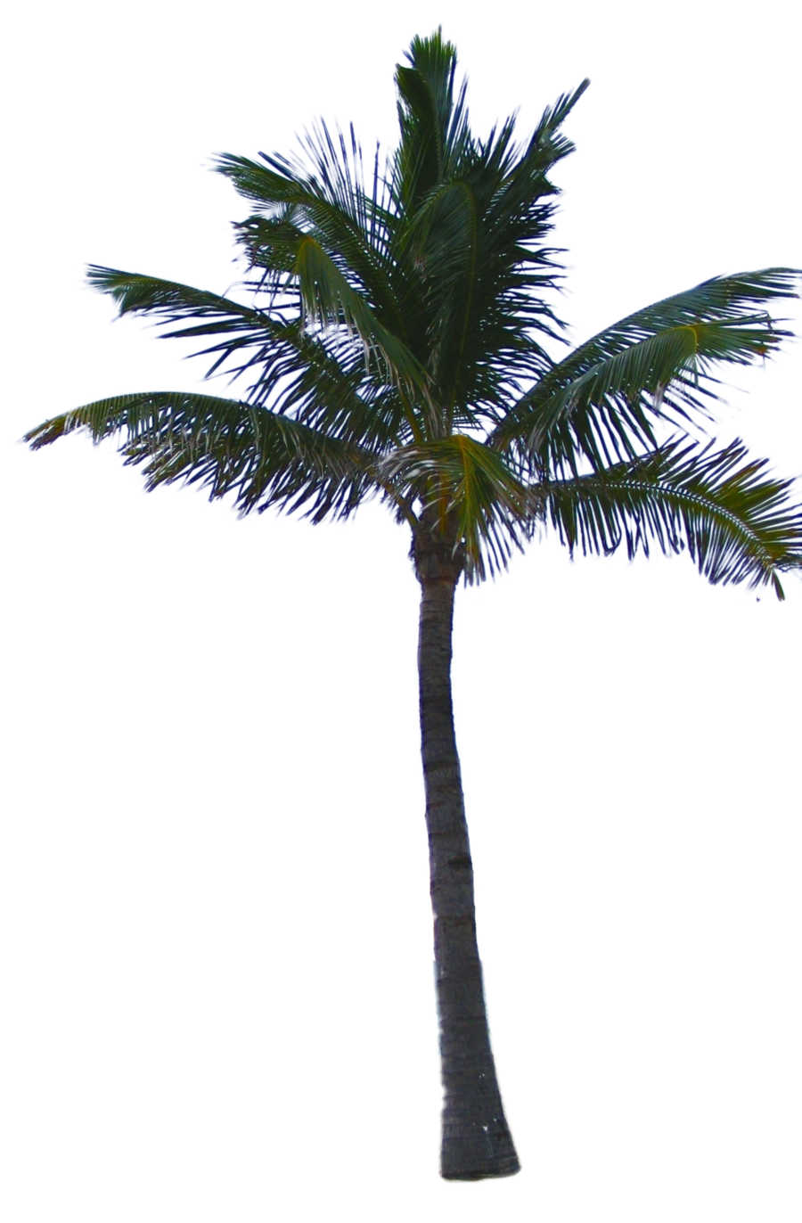 Images Transparentes de palmier
