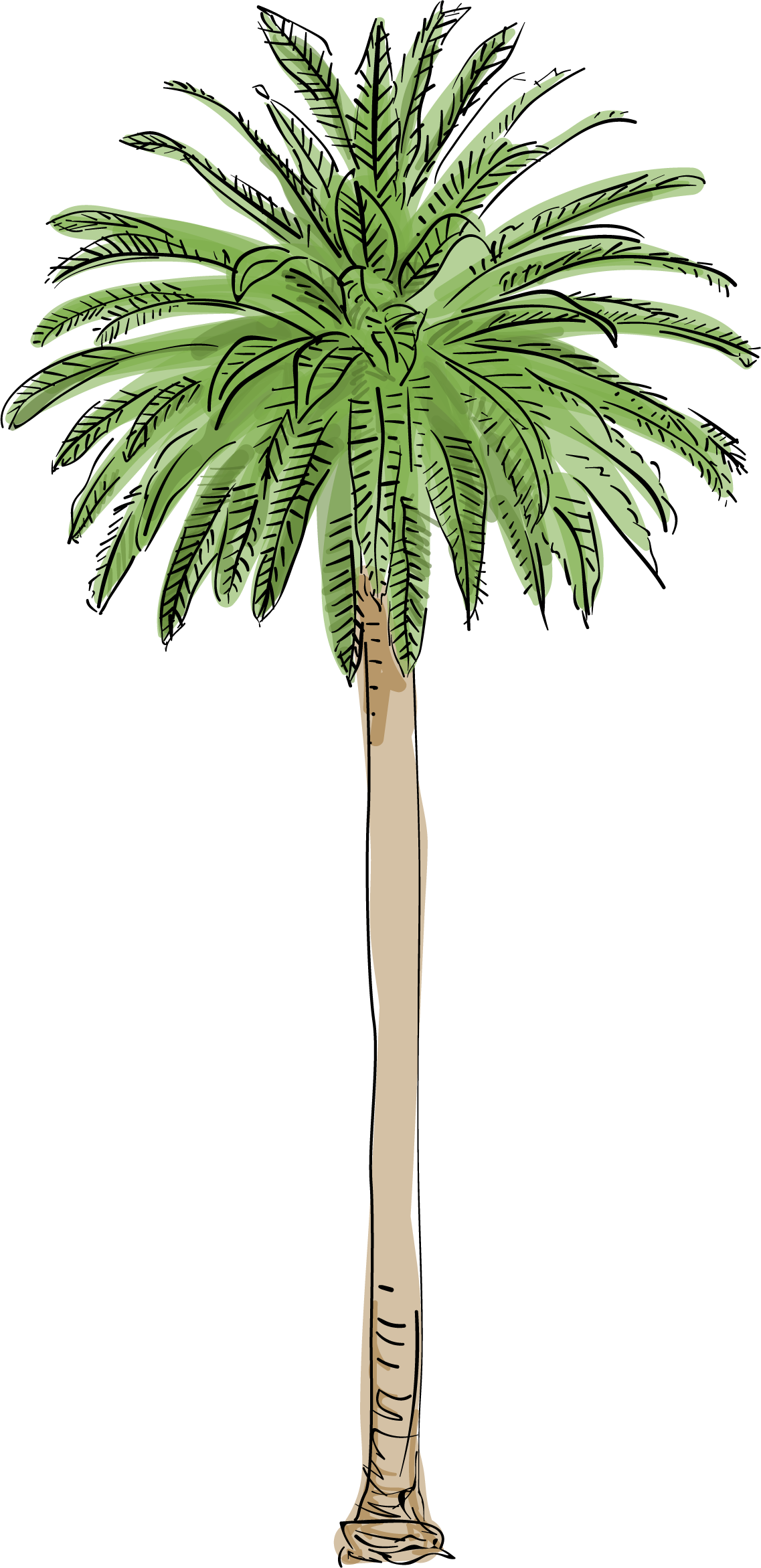 Palm Дерево прозрачное PNG