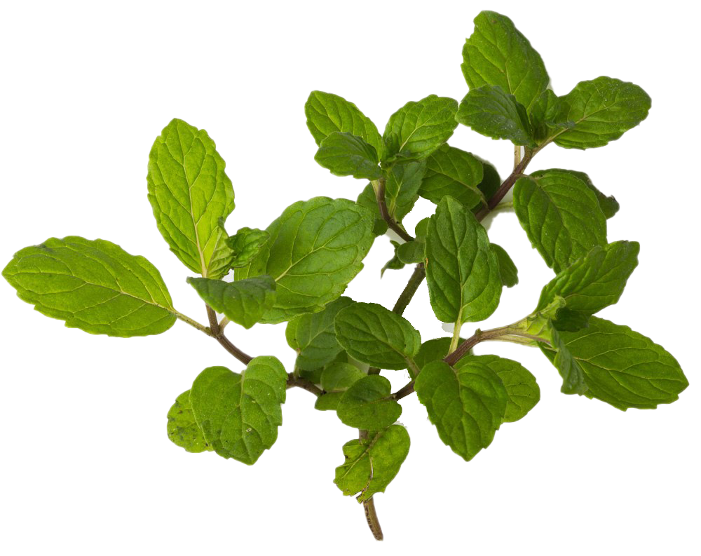 Peppermint PNG HD Quality