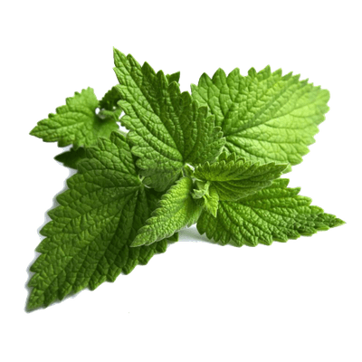 Peppermint Plant PNG HD Quality