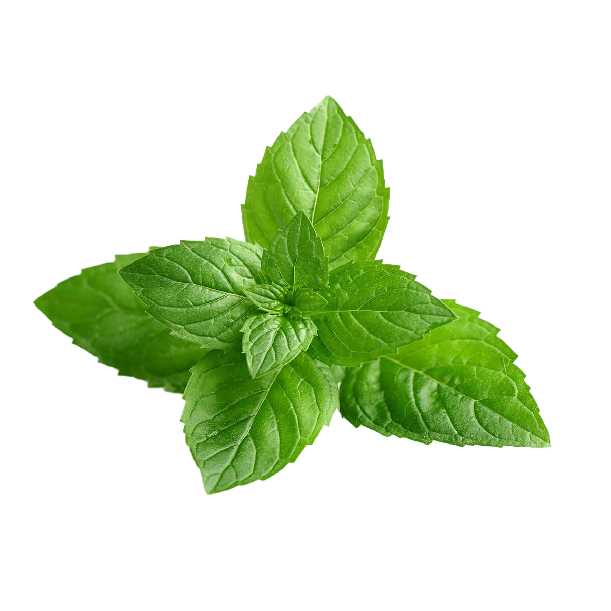 Peppermint Plant Transparent Image