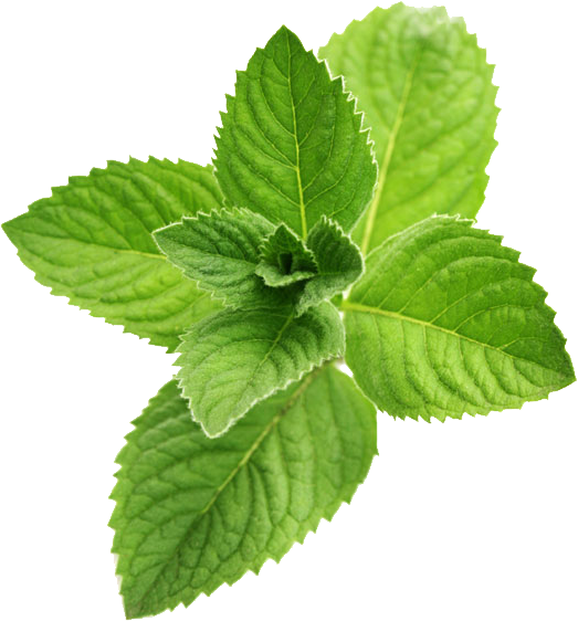Peppermint Plant Transparent Images