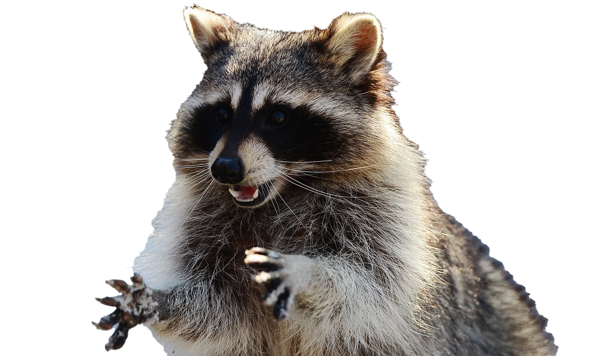 Raccoon Background PNG Image