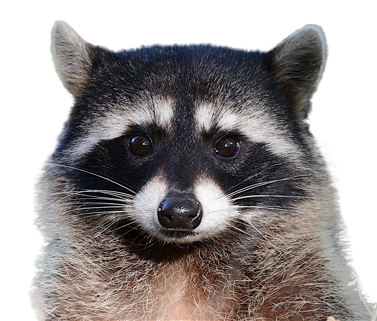 Raccoon PNG Background