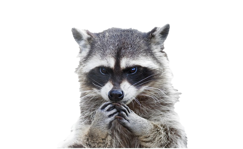 Raccoon PNG Clipart Background
